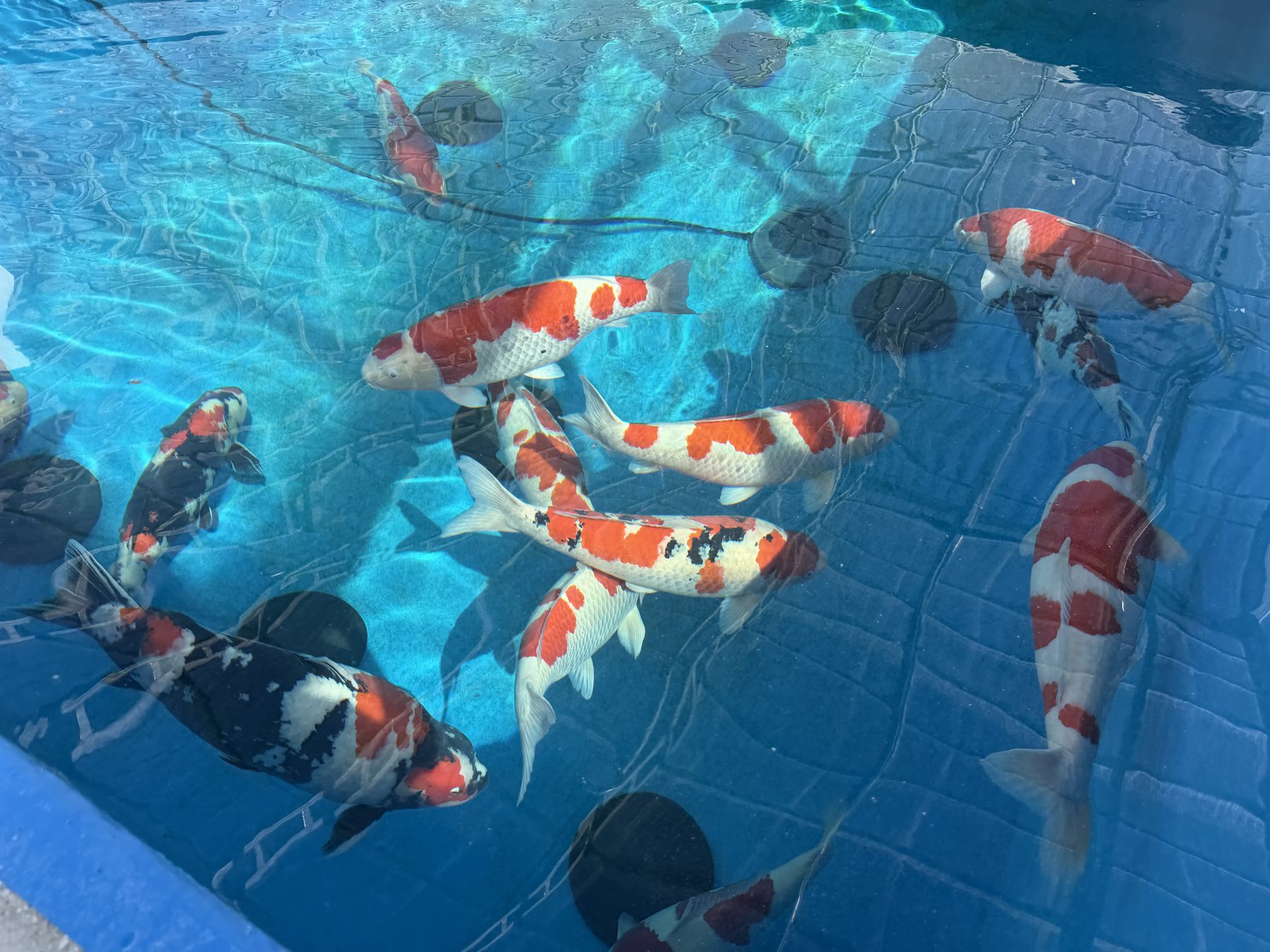 Collector-grade koi in crystal clear water maintained by gravity filtration