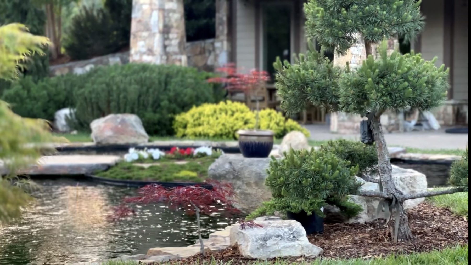 Japanese garden koi pond with niwaki pines and natural stone